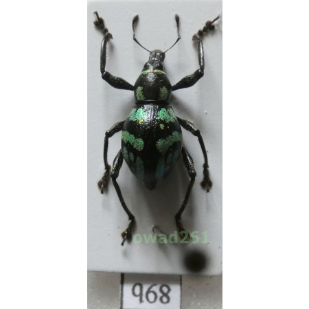 Metapocyrtus lindabonus W.Schultze, 1922 female Philippines89b